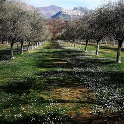 Area Pic Nic Agricampeggio Pugliese