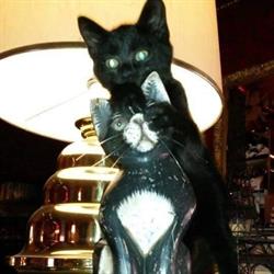 Taverna del Gatto Nero