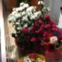 Gallery Professionale