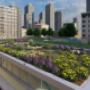 Tetto bee-friendly