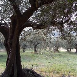 La Bottega della Terra