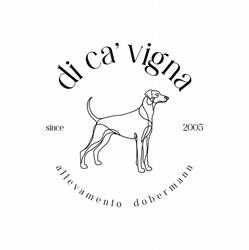 Dobermann Di Cá Vigna