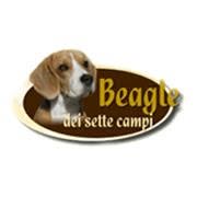 Beagle dei Sette Campi
