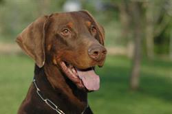 Allevamento Delloronero Kennel
