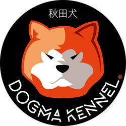 allevamento akita inu dogma kennel
