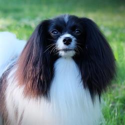 ALLEVAMENTO AMATORIALE PAPILLON / PHALENE - MAGNUS DUX