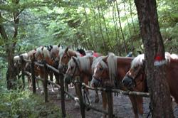 centro equestre badia a moscheta