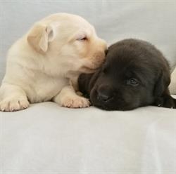 Fadak Labradors Allevamento amatoriale