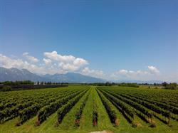Vini Maman - Winery