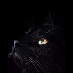 Nobil Pet