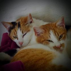 Ediga Rifugio Del Gatto