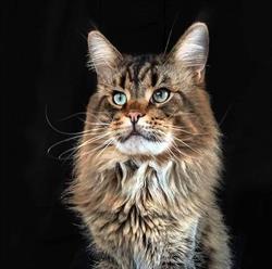 Ruffians Maine Coons