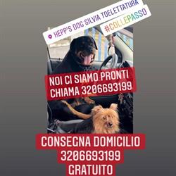 Hepp's Dog Silvia Toelettatura