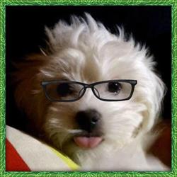 Ottica Brandi