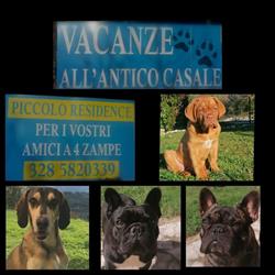 vacanze all'antico casale pensione per cani