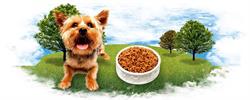 Dog Buddy Invorio