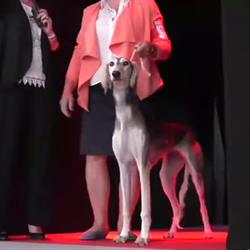 Divina Saluki