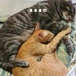 Shampoo & Coccole