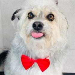 Artù Toelettatura