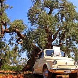 Cerasulo Olio Extravergine di Oliva Az.Agri