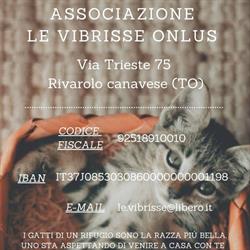 Associazione Le Vibrisse Onlus