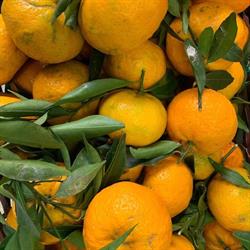 L'Angolo Della Frutta di Garau Salvatore