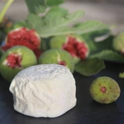 Fattoria Ma' Falda Società Agricola