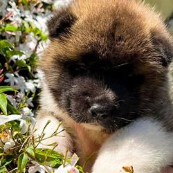 Monterosa American Akita