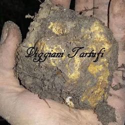Viggiani Tartufi