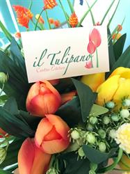 Il Tulipano