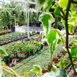 Vivaio Marflora Garden Lecce