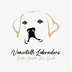 Allevamento Labrador Retriever Vanvitelli Labradors Affisso “Dello Chalet Dei Grilli”