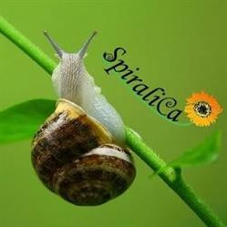 Spiralica - Allevamento di Lumache a Riccione e Vendita di Cosmetici con Bava di Lumaca Rimini