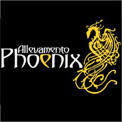 Arabian Horse Phoenix