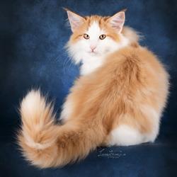 Aesir A-Mici Allevamento gatto Norvegese delle Foreste