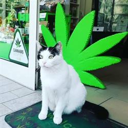 CANAPACITY GROWSHOP CARRARA (Massa Carrara)