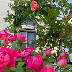 La Casa delle Rose Residenza per anziani