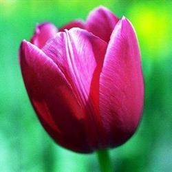 Il Tulipano