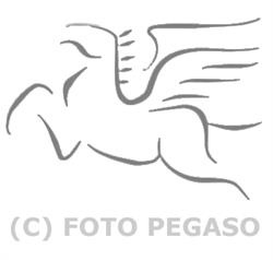 Pegaso Newsport di Paolo Rattini