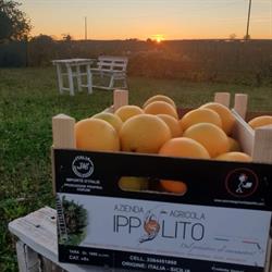 Azienda Agricola Ippolito