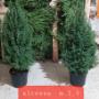 Alberi Natale 2020