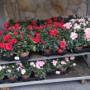 IANNELLI FLOWERS GIOACCHINO IANNELLI