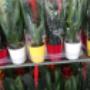 IANNELLI FLOWERS GIOACCHINO IANNELLI