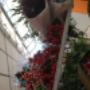 IANNELLI FLOWERS GIOACCHINO IANNELLI