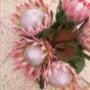 Iannelli Flowers