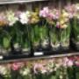 Iannelli Flowers