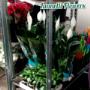 Iannelli Flowers