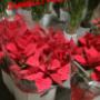 NATALE 2020 STELLE