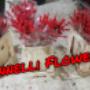 NATALE 2020 STELLE