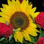 girasole e rose